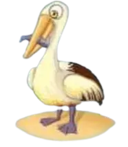 Pelican